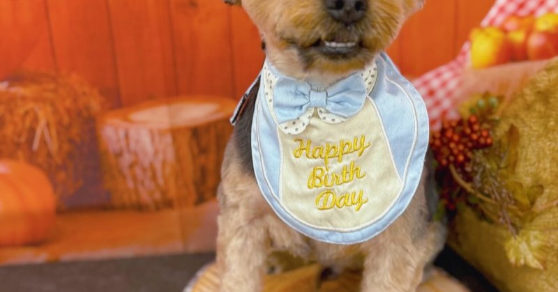 (( 2025.10.12 ))本日ご来店のモデルくん🐶🐾⁡⁡⁡今月6歳のお誕生月だそうです！⁡⁡𝐇𝐀𝐏𝐏𝐘 𝐁𝐈𝐑𝐓𝐇?...（2025.10.13） | 福島市のトリミングサロン 犬の美容室Poo（プー）│トリミング・ペットホテル・南福島・ペット