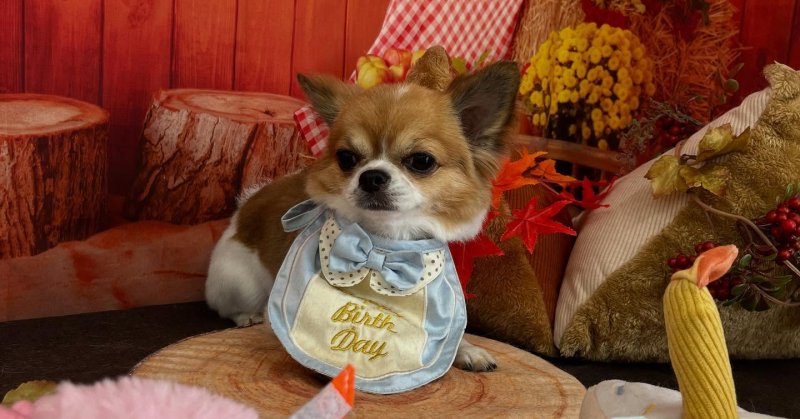 (( 2025.10.13 ))本日ご来店のモデルくん🐶いつもご来店頂き有難うございます🤲🏻今月お誕生日だそうです！💙🎂𝐇𝐚?...（2025.10.13） | 福島市のトリミングサロン 犬の美容室Poo（プー）│トリミング・ペットホテル・南福島・ペット