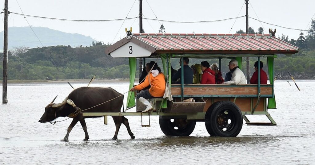 水牛車に「世界初」タッチ決済 沖縄・西表島~由布島 琉銀と三井住友 – 琉球新報デジタル 水牛車に「世界初」タッチ決済 沖縄・西表島~由布島 琉銀と三井住友 - 琉球新報デジタル