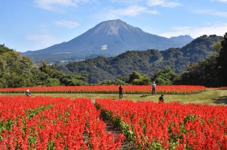１０万株のサルビア見頃、鳥取 赤いじゅうたん、一面に | 全国のニュース | 福井新聞ONLINE