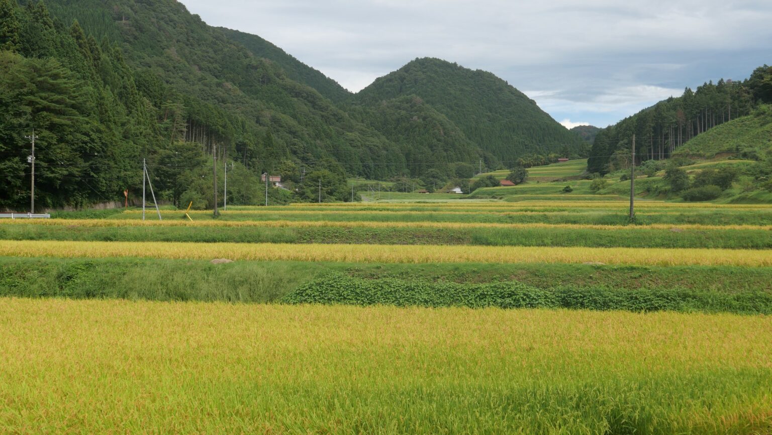 島根県産 令和7年産「仁多米・比田米・神楽米」新米入荷 〜奥出雲NAORAI公式サイトで10月17日発売開始〜 | 株式会社たなべの匠味のプレスリリース