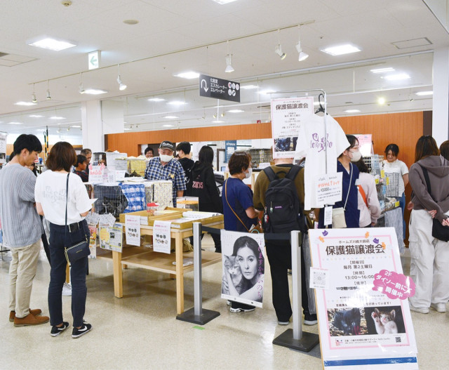【川崎市川崎区】保護猫ボラ団体 譲渡会１年で手応え 川崎区からエリア拡大視野〈川崎市川崎区・川崎市幸区〉