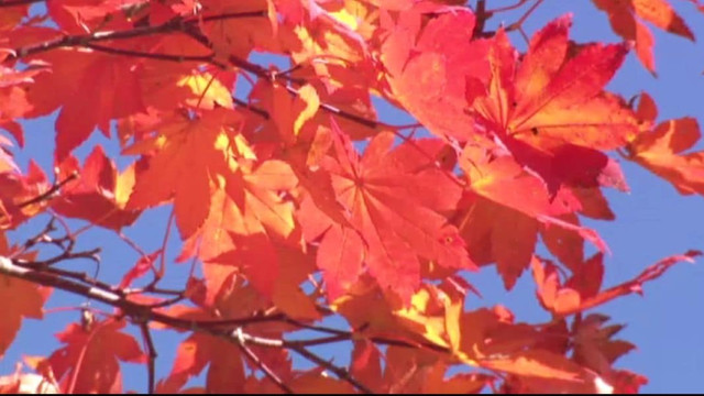 白山白川郷ホワイトロード “紅葉前線”がじわじわと 白山と紅葉のコラボも見どころ
