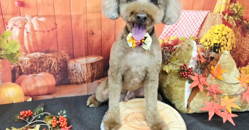 (( 2025.10.17 ))本日ご来店のモデルくん🐶Acocoシャンプーを使用してしっとりさらさらになりました！いつもご来店頂き有難...（2025.10.17） | 福島市のトリミングサロン 犬の美容室Poo（プー）│トリミング・ペットホテル・南福島・ペット