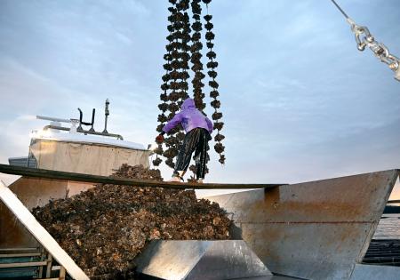 広島産カキ、待望の水揚げ 猛暑で解禁遅れ、２年連続 | 全国のニュース | 福井新聞ONLINE