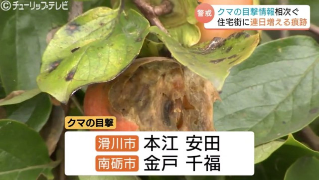 木の下に大量のフン「“怖い”しかない、朝晩 外に出られない…」住宅街で連日の痕跡　広がる不安の声　富山市大沢野地域