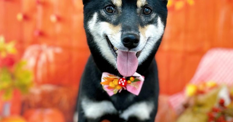 (( 2025.10.22 ))本日ご来店のモデルちゃん🐶ホテルとシャンプー頑張りました👏お家でゆっくり休んでね🍀またのご来店をお待ち...（2025.10.22） | 福島市のトリミングサロン 犬の美容室Poo（プー）│トリミング・ペットホテル・南福島・ペット