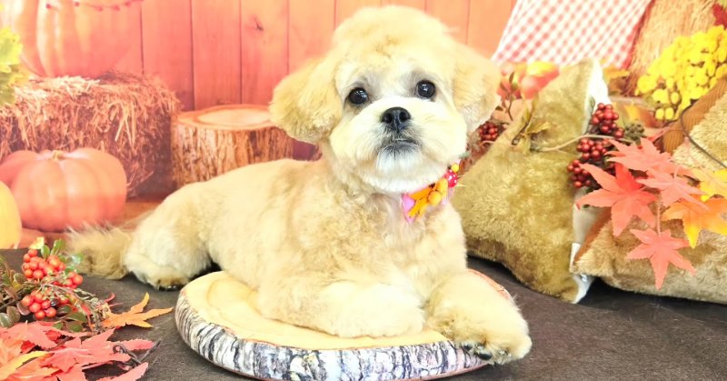 (( 2025.10.23 ))本日ご来店のモデルちゃん🐶Acocoシャンプーを使用してふんわりになりました！いつもご来店頂き有難うご...（2025.10.23） | 福島市のトリミングサロン 犬の美容室Poo（プー）│トリミング・ペットホテル・南福島・ペット