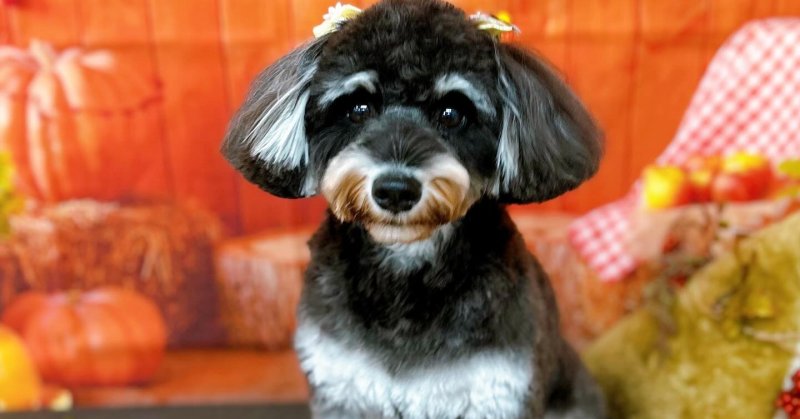 (( 2025.10.24 ))本日ご来店のモデルちゃん🐶いつもご来店頂き有難うございます🤲🏻....☎︎024-503-0279予約...（2025.10.24） | 福島市のトリミングサロン 犬の美容室Poo（プー）│トリミング・ペットホテル・南福島・ペット