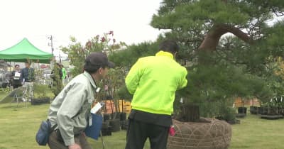 ５０回目迎える「千葉県植木まつり」　多彩な植木３１１点を審査　東金市 | NEWSjp