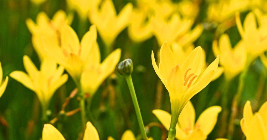 沖縄、今後１週間の天気は？　雨で輝く花「レインリリー」が彩る