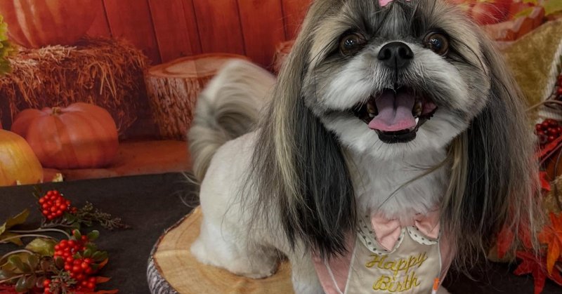 (( 2025.10.25 ))本日ご来店のモデルちゃん🐶いつもご来店頂き有難うございます🤲🏻今月お誕生日だそうです！🎀𝓗𝓪𝓹...（2025.10.25） | 福島市のトリミングサロン 犬の美容室Poo（プー）│トリミング・ペットホテル・南福島・ペット