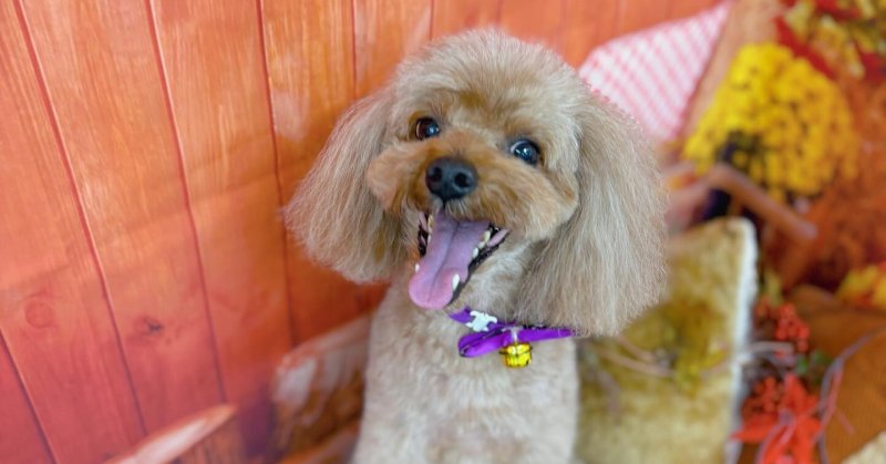 (( 2025.10.25 ))本日ご来店のモデルくん🐶Acocoセットでふんわりサラサラの髪質に❤️毛玉もすぐ解けます！いつもご来店頂き.....（2025.10.26） | 福島市のトリミングサロン 犬の美容室Poo（プー）│トリミング・ペットホテル・南福島・ペット