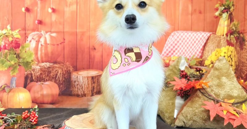(( 2025.10.26 ))本日ご来店のモデルちゃん🐶Acocoセットを使用してさらさらになりました！いつもご来店頂き有難うござ...（2025.10.26） | 福島市のトリミングサロン 犬の美容室Poo（プー）│トリミング・ペットホテル・南福島・ペット