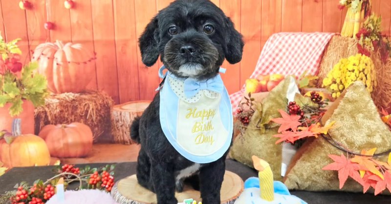 (( 2025.10.26 ))本日ご来店のモデルくん🐶Acocoシャンプーを使用してしっとりふんわりになりました！そして今月5歳のお誕生日.....（2025.10.26） | 福島市のトリミングサロン 犬の美容室Poo（プー）│トリミング・ペットホテル・南福島・ペット