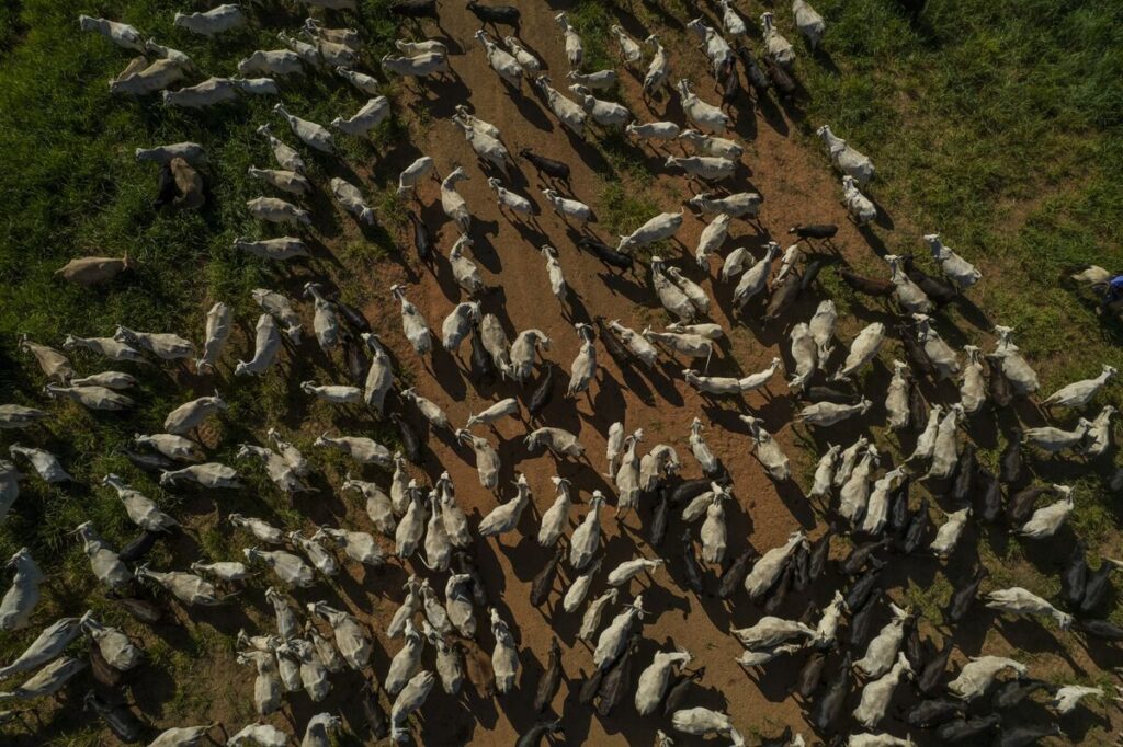 日本のブラジル産牛肉輸入解禁、「実現間近」－ファバロ農相 - Bloomberg