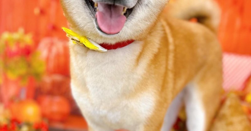 (( 2025.10.31 ))本日ご来店のモデルくん🐶🕯🎃*⸜𝑯𝒂𝒑𝒑𝒚 𝑯𝒂𝒍𝒍𝒐𝒘𝒆𝒆𝒏⸝*👻🍬いつも...（2025.10.31） | 福島市のトリミングサロン 犬の美容室Poo（プー）│トリミング・ペットホテル・南福島・ペット