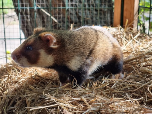 ヨーロッパハムスターは、ペットショップで見かけるハムスターよりも大きく、気性が激しい。国際自然保護連合（IUCN）から近絶滅種（critically endangered）に指定されている。（Photograph By Mikhail Rusin）