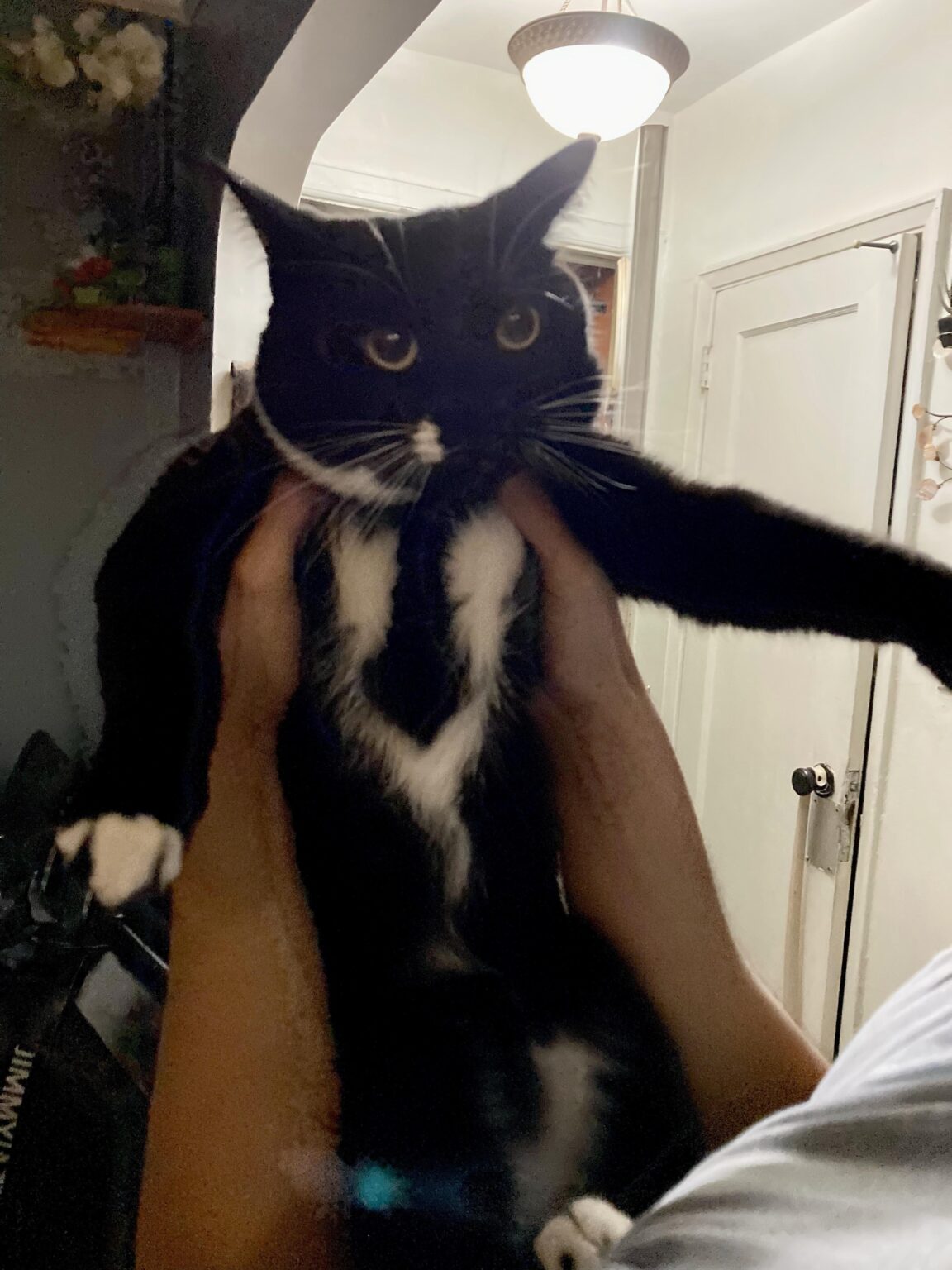 ネクタイ🐱