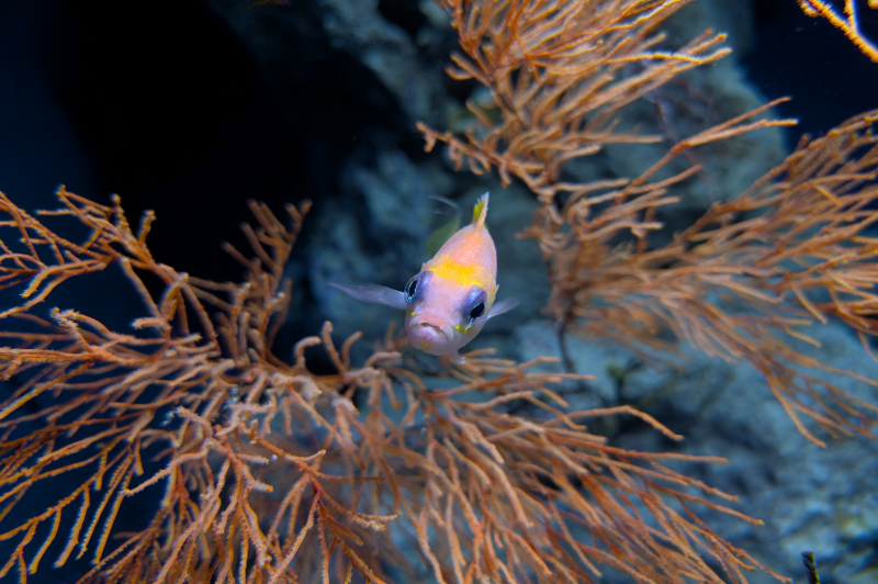 「水中モード」「夜景モード」使用