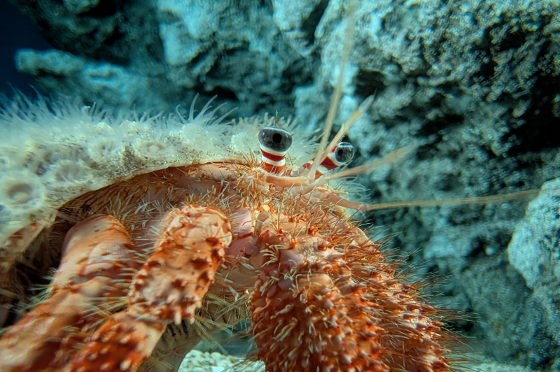 「水中モード」のみ使用