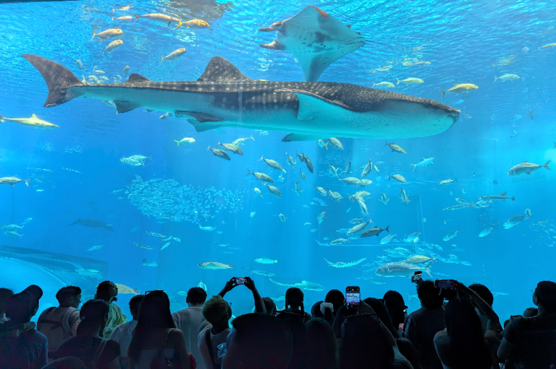 沖縄県の魅力をプレゼン！ 「Google Pixel プロダクトスペシャリスト」と巡る観光スポット