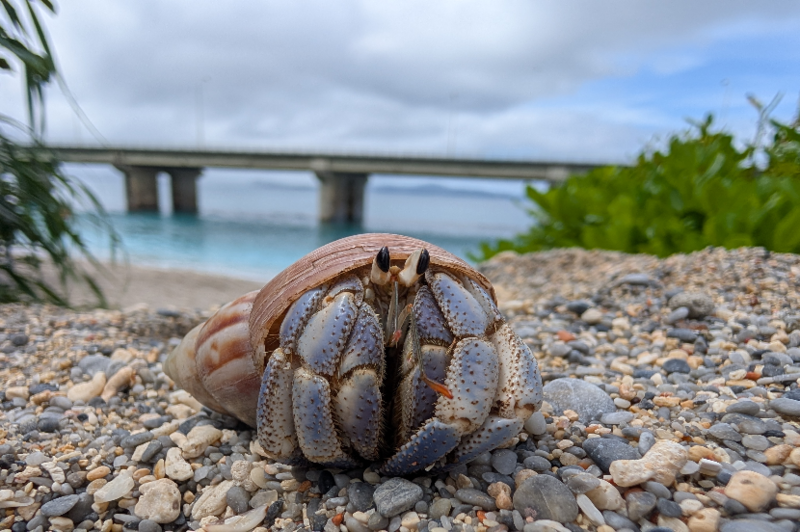 「マクロ フォーカス」使用後
