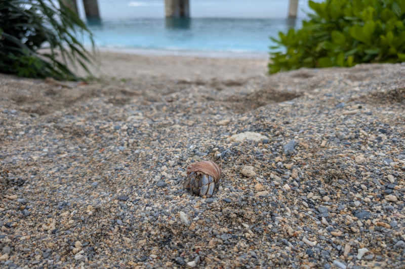 「マクロ フォーカス」使用前