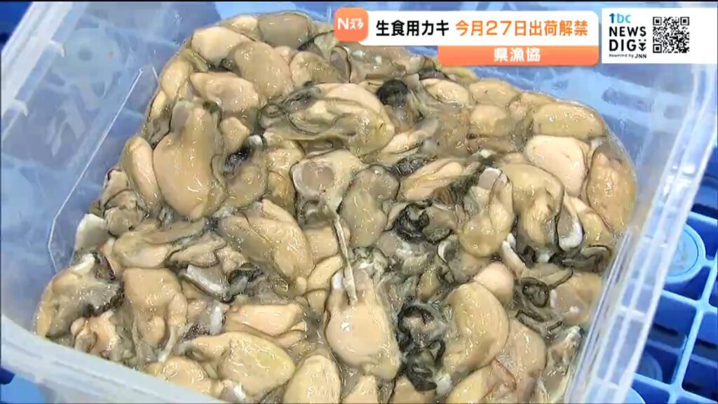 宮城県産カキ 10月27日に出荷解禁 成育の遅れで9月29日から延期（tbc東北放送） - Yahoo!ニュース