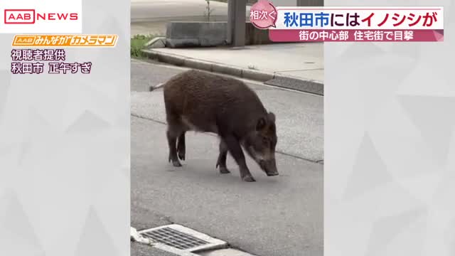 秋田市中心部でイノシシが 昼過ぎの街を散策するかのように歩く姿を視聴者が撮影（秋田朝日放送） - Yahoo!ニュース - Yahoo!ニュース