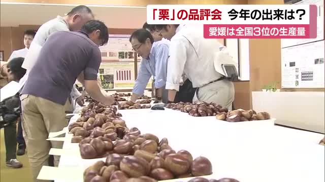 今年の出来映えは？愛媛のクリの生産量は全国３位 松山市で品評会「非常に良いものできている」【愛媛】（テレビ愛媛） - Yahoo!ニュース - Yahoo!ニュース