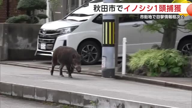 秋田市でイノシシ1頭捕獲 9月30日から目撃相次ぐ 同じ個体かは不明（秋田テレビ） - Yahoo!ニュース