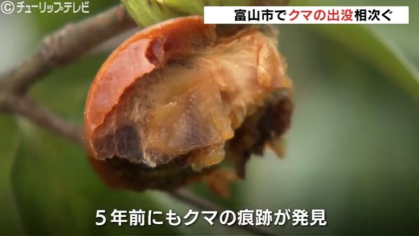 「全部食った跡ですね」住宅の柿の木にクマの爪痕 目撃情報相次ぐ 富山県・富山市（チューリップテレビ） - Yahoo!ニュース