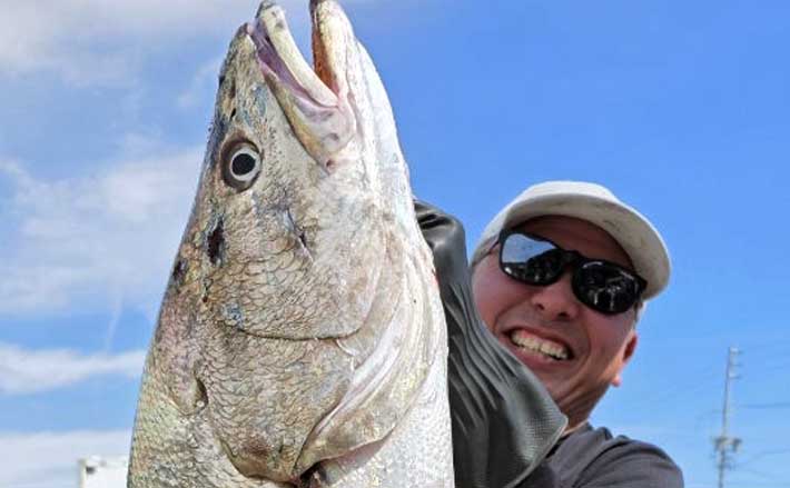 【沖釣りルアー釣果速報】ジギング便でメーターオーバー11kg超オオニベを手中！（愛知・三重）