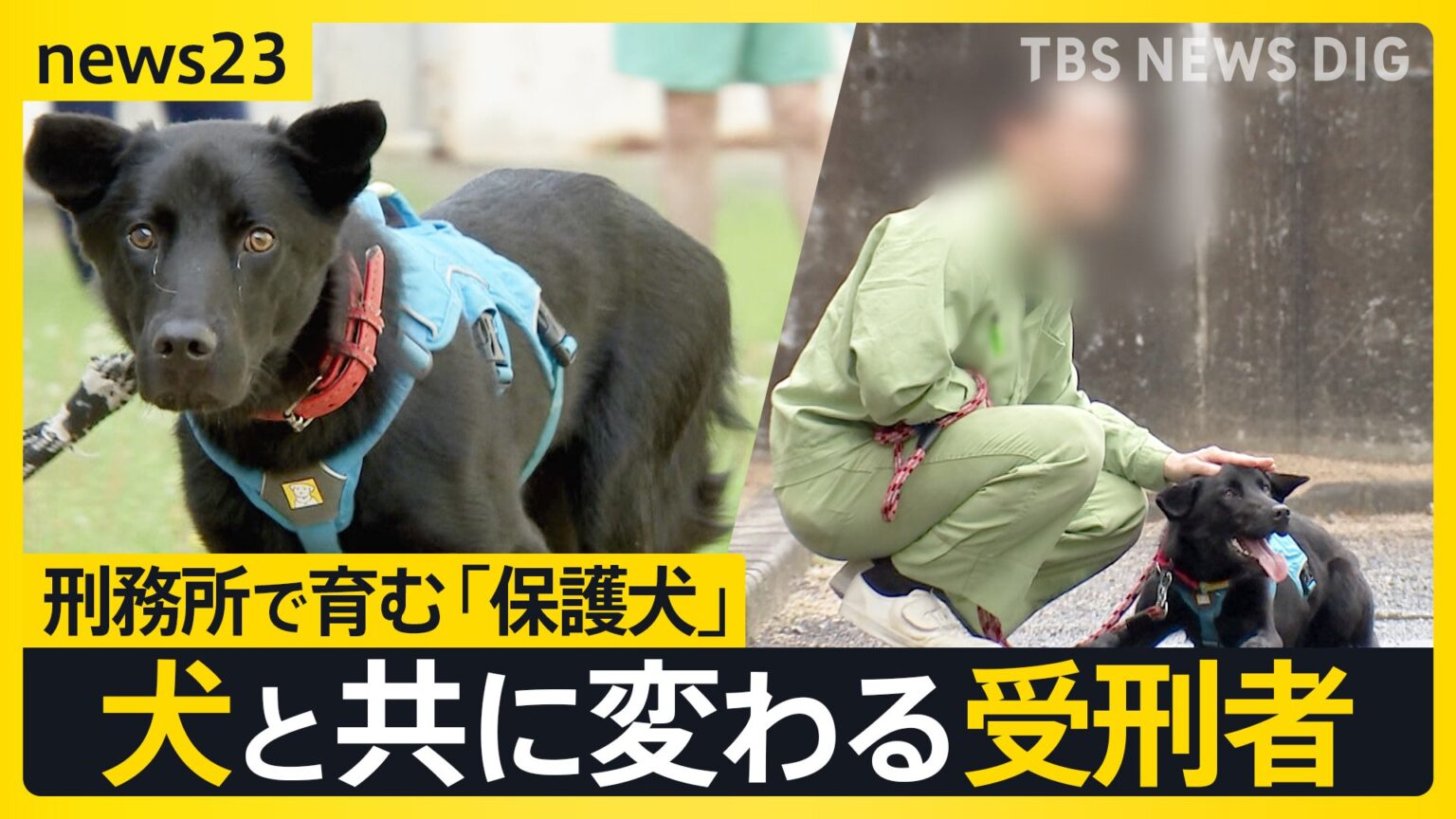 「保護犬」と学びあう受刑者たち…広島・尾道刑務支所の取り組みにカメラが密着「人に優しくできるようになった」 変わり始めた受刑者たち【news23】（TBS NEWS DIG Powered by JNN）