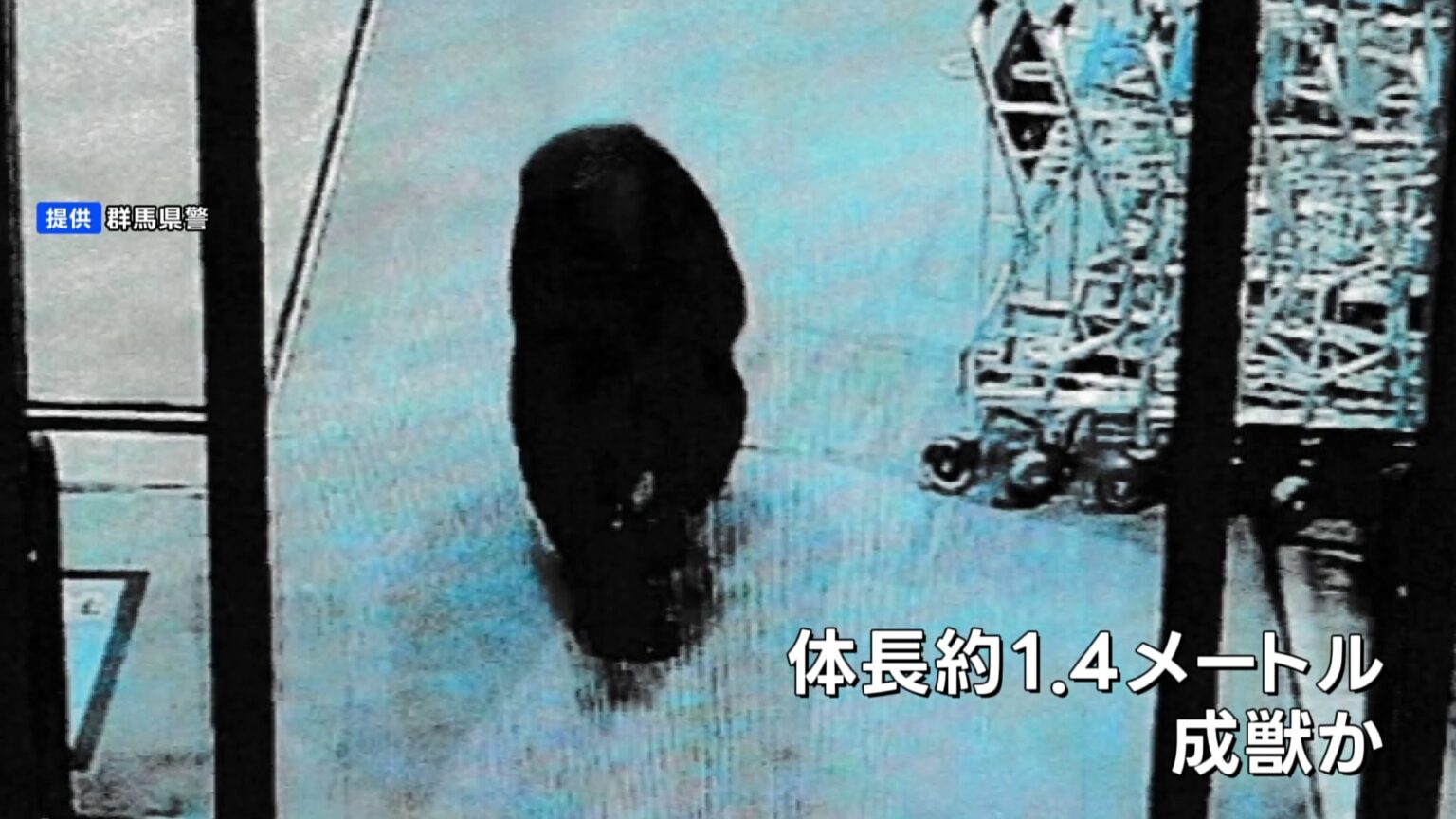 群馬・沼田市のスーパーにクマ侵入 写真公開　70代男性客など2人が襲われけが 命に別状なし（TBS NEWS DIG Powered by JNN）