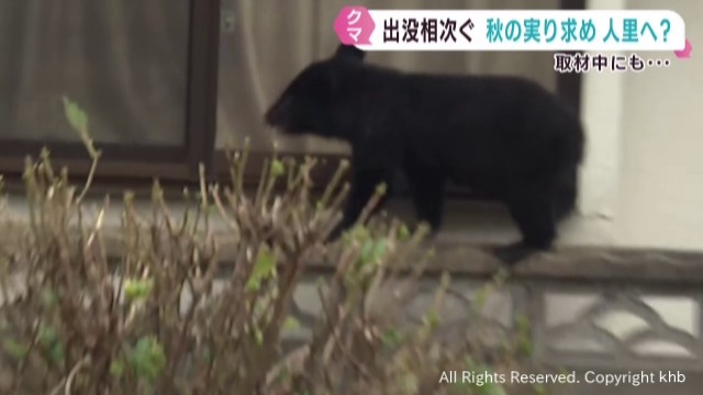 クマが住宅に侵入か 宮城県の大崎市と白石市 被害防止を専門家に聞く 対策グッズの需要が高まる（khb東日本放送） - Yahoo!ニュース - Yahoo!ニュース