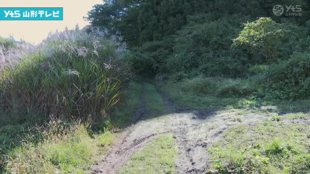 【山形】クマが向かってくる 山形市の千歳山で1頭駆除（YTS山形テレビ） - Yahoo!ニュース