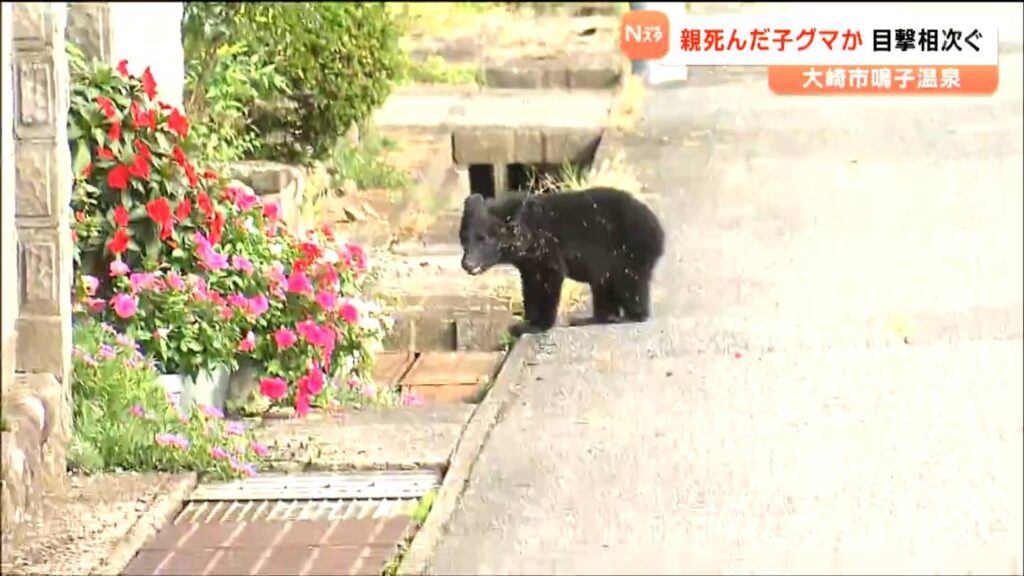 住宅地をさまよう子グマ 親グマは車や列車にはねられ死んだ可能性 近くの小中学校では警戒強める　宮城・大崎市（tbc東北放送） - Yahoo!ニュース