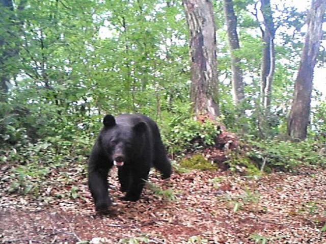 新潟県がクマ特別警報を発表 9月までで出没1232件（朝日新聞） - Yahoo!ニュース
