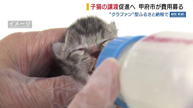 子猫の譲渡を促進へ 甲府市が資金募る “クラファン型”ふるさと納税で 目標金額は100万円 山梨（YBS山梨放送）