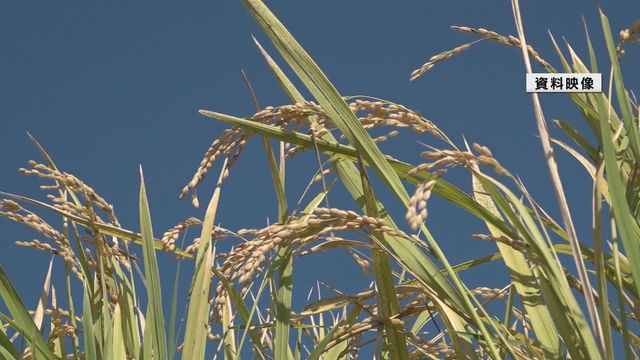 コメの新たな指標「作況単収指数」 山形県は基準値より2ポイント高い「102」（YBC山形放送） - Yahoo!ニュース - Yahoo!ニュース