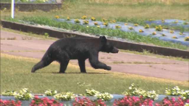 梨を食べるクマ、畑にいるクマ、3頭のクマ…9日夜からクマの目撃相次ぐ 福島市、西郷村、大玉村、会津坂下町など計11件（福島中央テレビ） - Yahoo!ニュース - Yahoo!ニュース