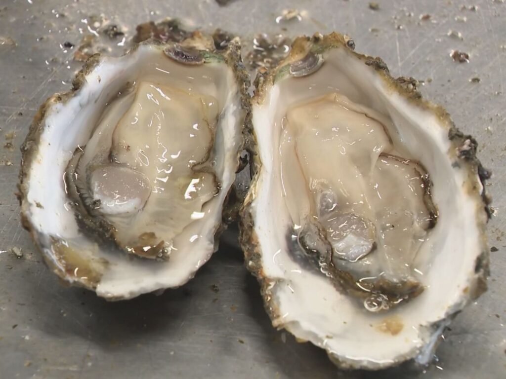 前年比で獲れ高が“3倍”に…三重県を代表するブランド『浦村かき』の成育好調 黒潮大蛇行の終息が影響か（東海テレビ） - Yahoo!ニュース