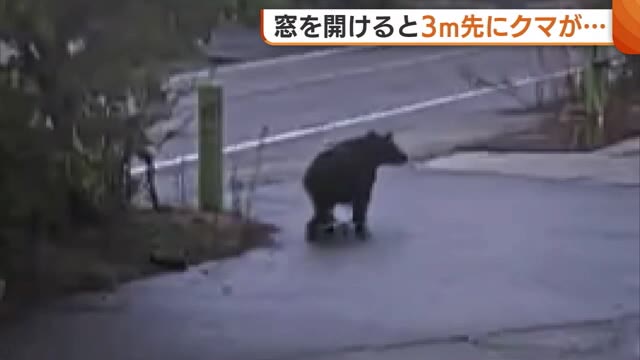 窓を開けると3m先に“クマ”…人の生活圏にクマ侵入 防犯カメラには会社の敷地通り抜ける姿も 新潟県“クマ出没特別警報”発表中（新潟ニュースNST） - Yahoo!ニュース - Yahoo!ニュース