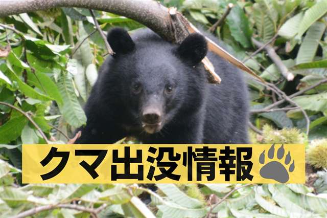 農作業中の４０代男性、クマに襲われけが 美郷町千屋 - 秋田魁新報電子版