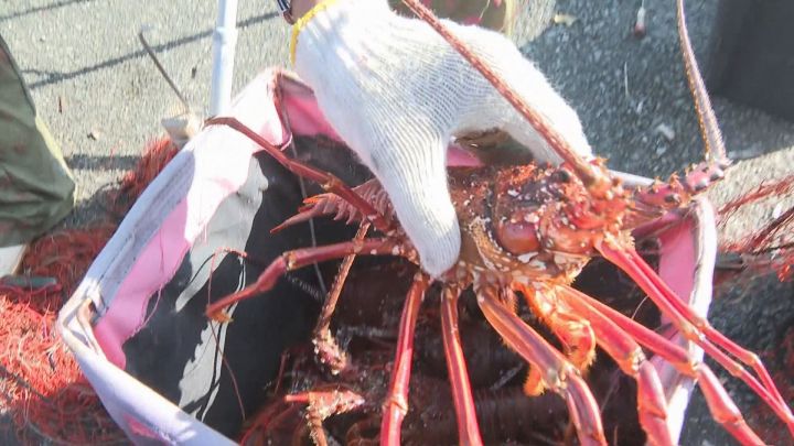 約40匹が網にかかる…三重県沿岸の“伊勢エビ漁”が解禁 尾鷲市の漁港でも初の水揚げ まずまずの出足に | 東海テレビNEWS