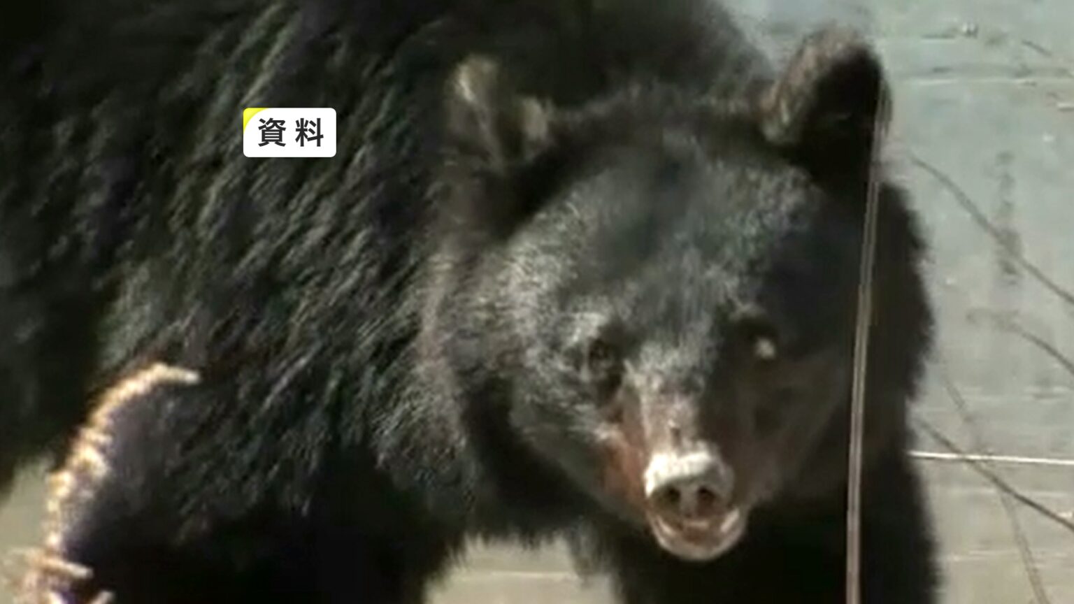 23歳男性がクマに襲われけが ランニング中に爪で引っかかれる 岩手県宮古市（岩手めんこいテレビ） - Yahoo!ニュース - Yahoo!ニュース