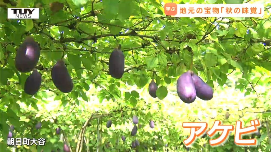 郷土の味に大満足! 中学生が町を代表する秋の特産品 "アケビ" を学ぶ! （山形・朝日町）（テレビユー山形）