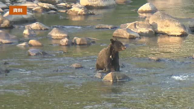 会津地方でクマ人身被害3件相次ぐ 会津若松市・喜多方市・昭和村で発生＜福島県＞（福島テレビ） - Yahoo!ニュース - Yahoo!ニュース